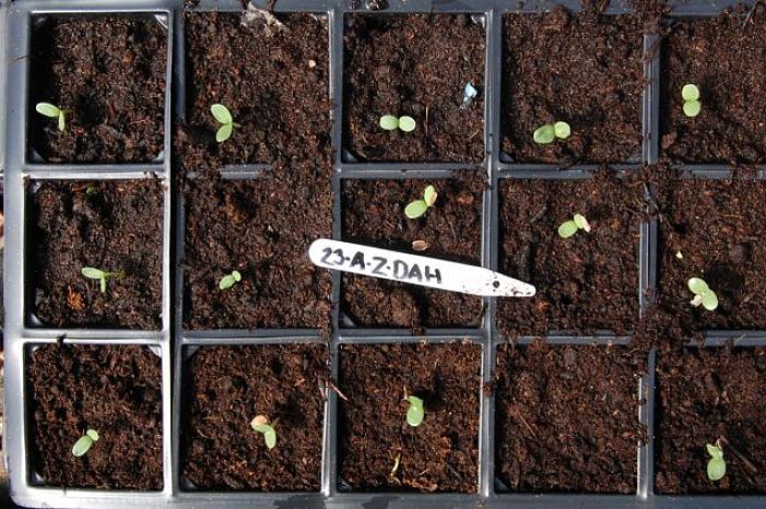 Probeer zaden te redden van Zinnia-planten die achter anderen zijn weggestopt om te voorkomen dat stervende