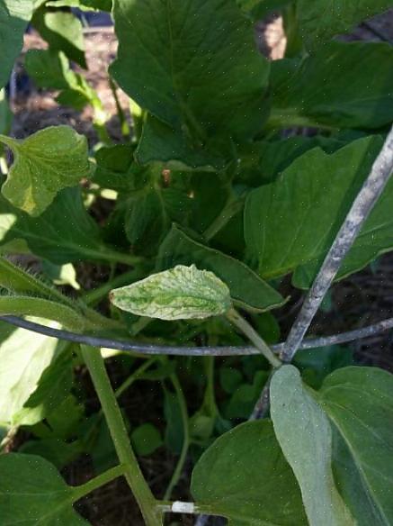 Veel droogtetolerante planten hebben zilverkleurig blad als overlevingsmechanisme