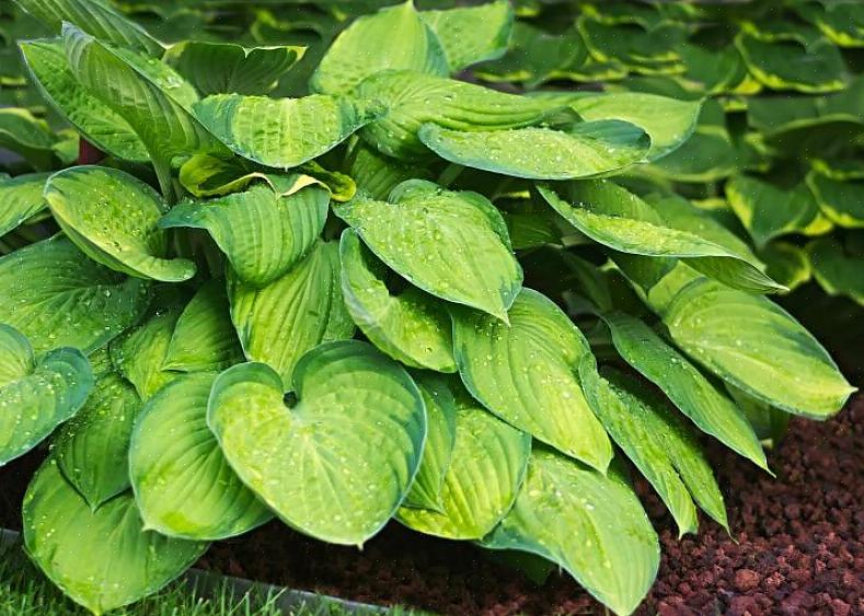 Hosta's die in containers worden gekweekt