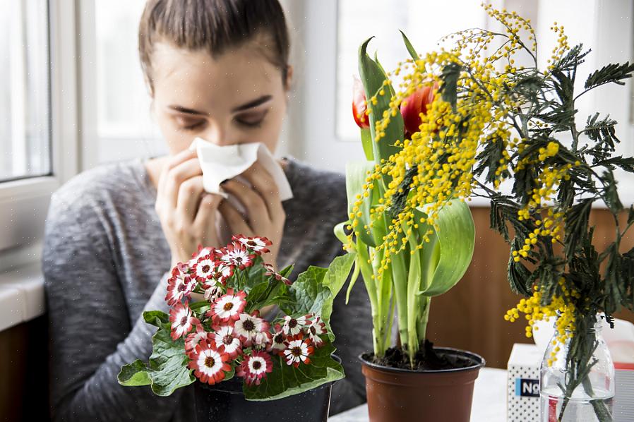 Dit zijn zeker niet de enige bloemen die geen hooikoortsproblemen veroorzaken