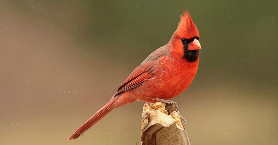 Northern cardinal identificatie