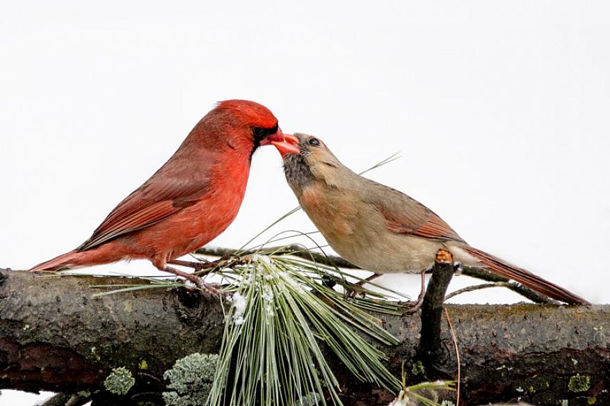 Noordelijke kardinalen migreren niet