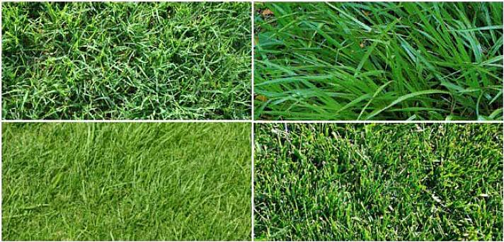 De voordelen van zoysia-gras zijn de volgende