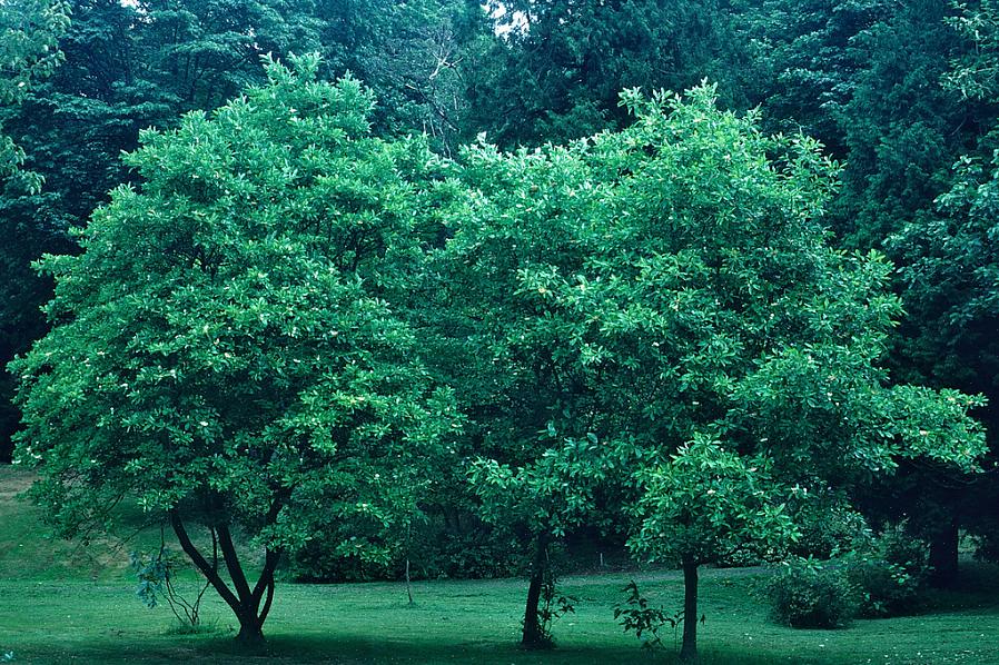 De sweetbay magnolia (Magnolia virginiana) is een bloeiende boom of struik die zowel groenblijvend