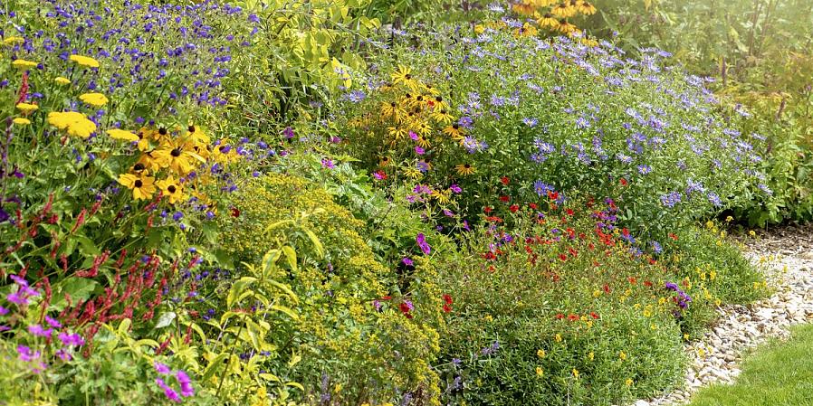 De papierachtige bloemen van Xerochrysum bracteatum hebben meer dan één persoon voor de gek gehouden