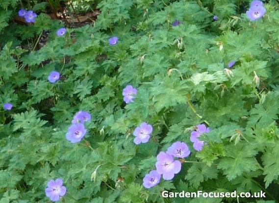 De Geranium Rozanne viel op vanwege zijn schitterende violetblauwe bloesems