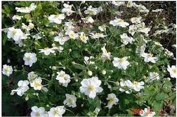 Anemoon 'Honorine Jobert' is een van die typisch Engelse tuinbloemen