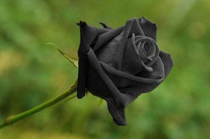 Wat betekenen zwarte rozen