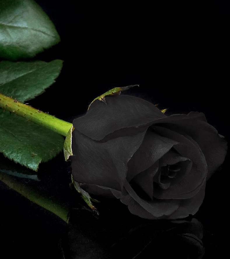 Wat betekenen zwarte rozen in termen van bloemsymboliek