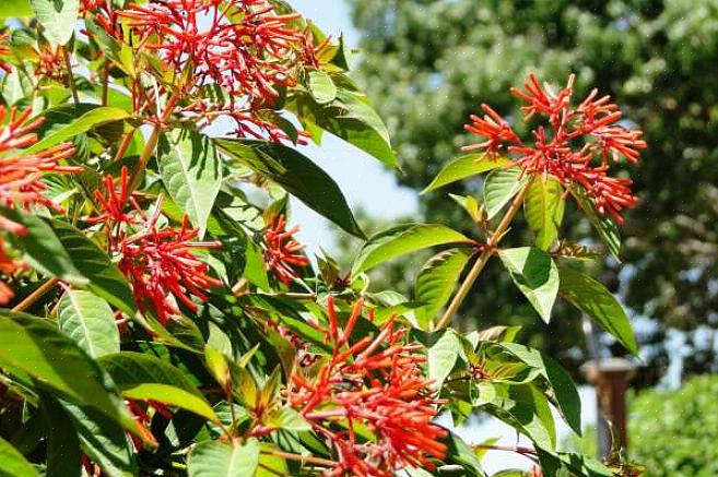 Firebush kan worden gekweekt als eenjarige op noordelijke locaties of als vaste plant in zuidelijke klimaten