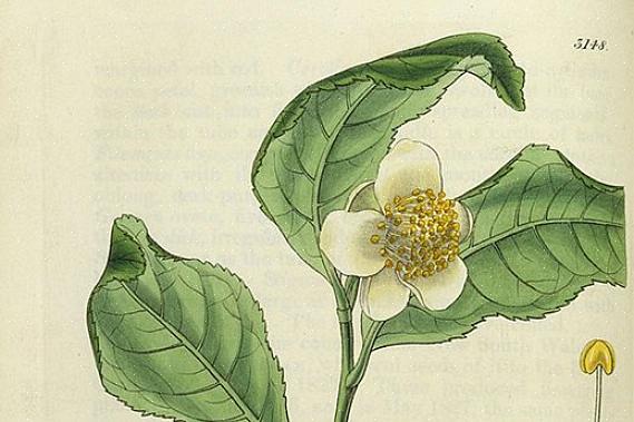Camellia sinensis (of theeplant) wordt gebruikt om de meeste traditionele cafeïnehoudende theesoorten