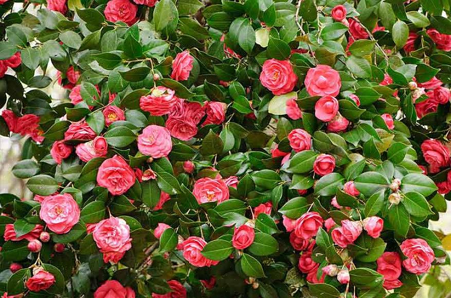 Camellia sinensis levert bloemen op die thee produceren