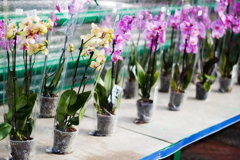 Het kiezen van een gezonde orchidee is belangrijk