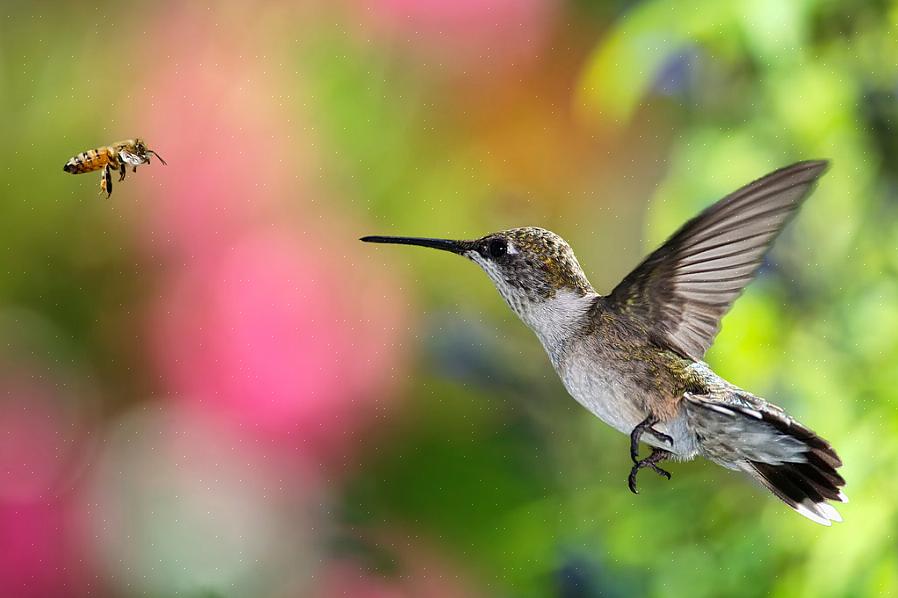 Kolibries spelen een cruciale rol bij de bestuiving van veel verschillende bloemsoorten