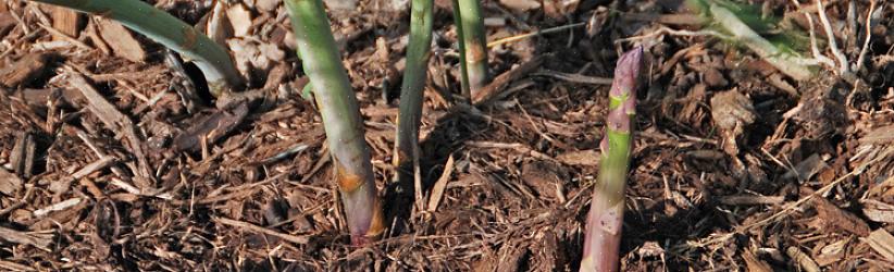 Een andere reden om asperges te verplanten