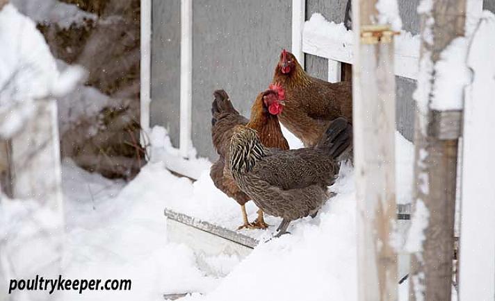 Kippen hebben geen verwarming nodig
