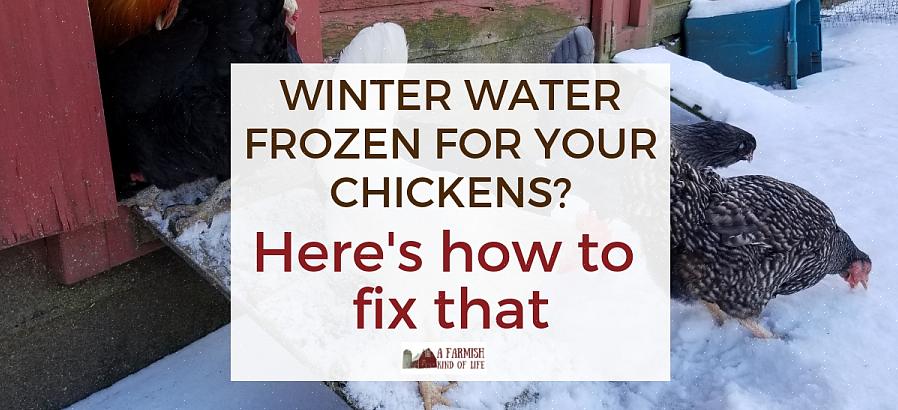 U vraagt zich misschien af of uw kippen het warm genoeg zullen hebben of dat ze nog steeds eieren zullen