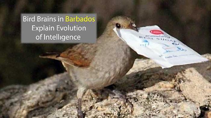 Zoals elk dier zijn niet alle vogels even intelligent