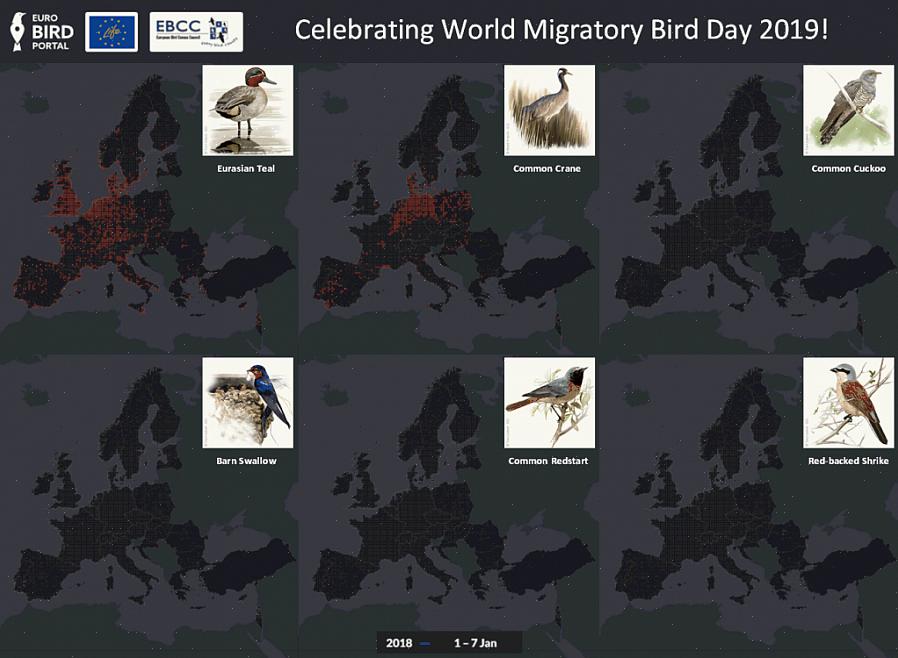 Dit is het meest voorkomende migratietype met veel vogels die van het noordpoolgebied naar de tropen trekken
