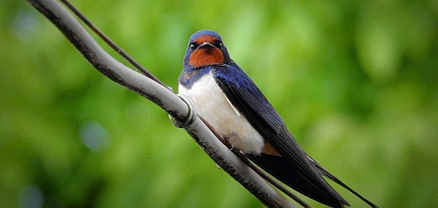 Is het echter mogelijk om verschillende soorten zwaluwvogels nauwkeurig te identificeren