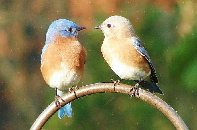 En veel vogelaars in de achtertuin kunnen in elk seizoen bluebirds aantrekken