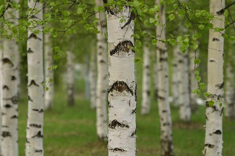 Papieren berkenbomen zorgen het hele jaar door voor een show met hun groene bladeren in schril contrast