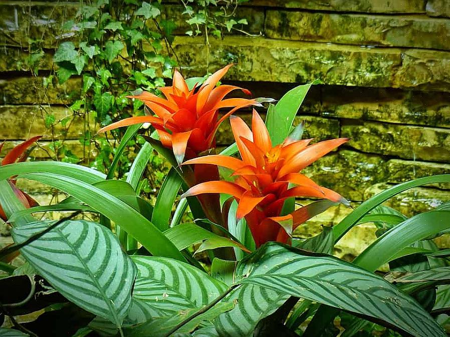 Ontdek 12 populaire bloeiende planten die je zullen helpen weer van je tuin te houden als de temperatuur