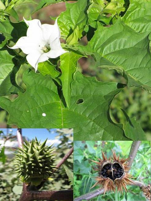 Wist je dat je ernstige gezondheidsproblemen kunt krijgen door te proberen poison ivy uit te roeien