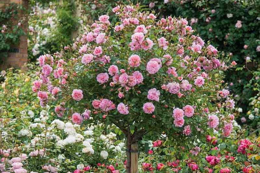 Hoe rozenstruiken te laten groeien