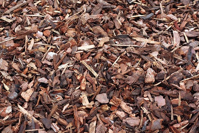 Een laag organische mulch van 7,60 cm is meestal ongeveer de juiste hoeveelheid om rond planten te gebruiken