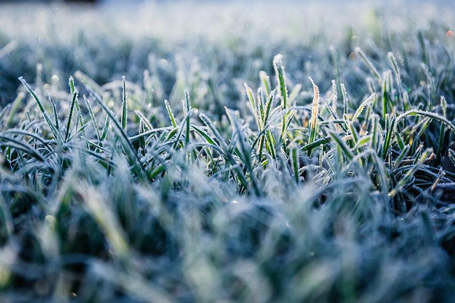 Winterdoding verwijst naar elke ernstige schade of overlijden veroorzaakt door graszoden tijdens