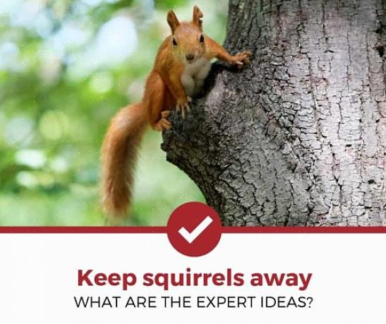 Er zijn echter veel planten die eekhoorns onsmakelijk vinden of zelfs giftig zijn voor eekhoorns