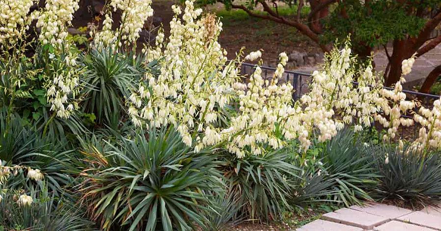 U kunt Yucca filamentosa planten in USDA-winterzones 5 tot 10