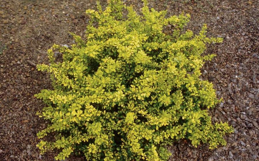 Zowel Japanse Berberisfamilie (Berberis thunbergii) als gewone Berberisfamilie zijn invasieve planten