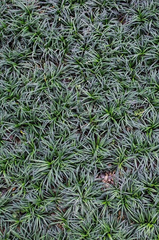Zwart mondo-gras wordt meestal vermeerderd door de vezelige wortels in het voorjaar op te tillen
