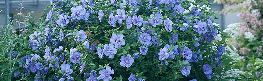 Blauwe hibiscusbloemen sieren Hibiscus syriacus Blue Chiffon van midden zomer tot herfst
