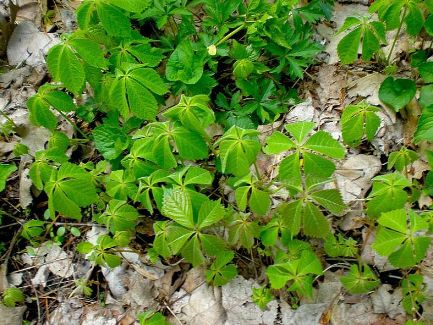 Bunchberry bodembedekker is een bosplant die groeit in de schaduw van het bos
