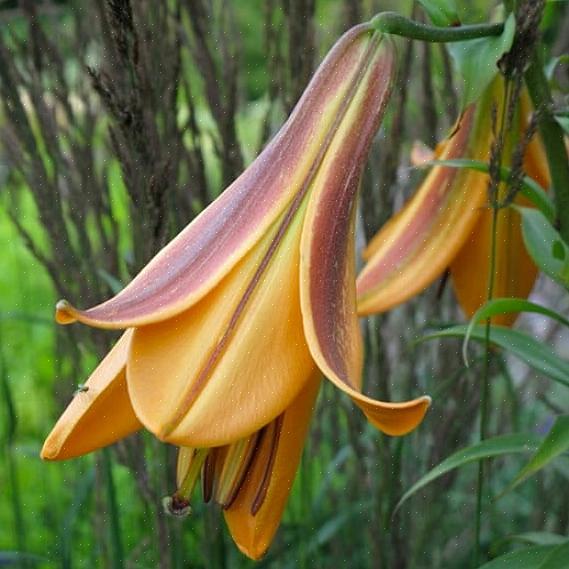 Lantana-bloemen kunnen naast oranje geel