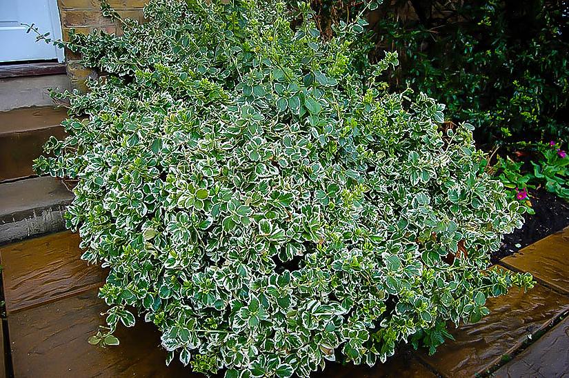 Emerald Gaiety is een cultivar van de Euonymus fortunei-plant