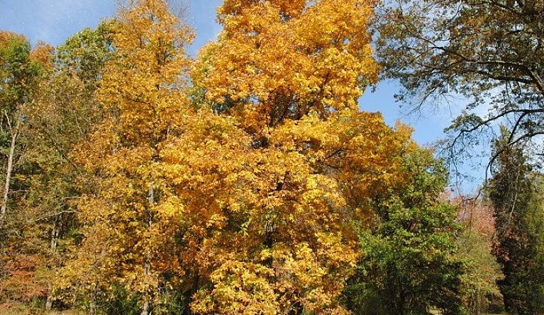 Het hout van shagbark-hickory-notenbomen is erg hard