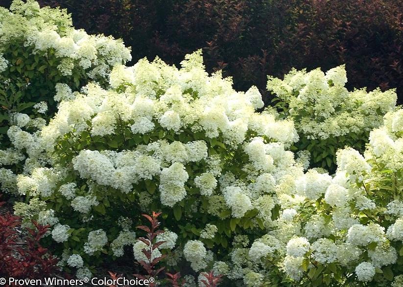 Bobo-hortensia staat bekend om zijn grote trossen witte bloemen