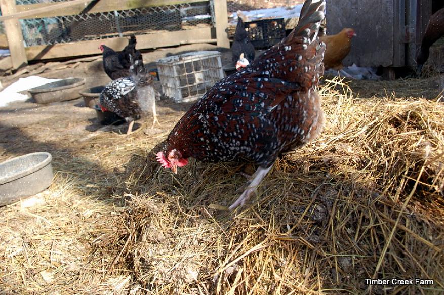 De diepstrooiselmethode is een duurzame methode voor het beheren van kippenstrooisel in het kippenhok