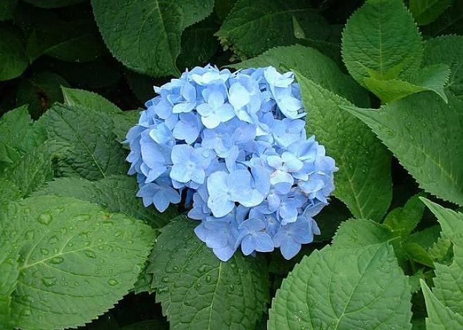 Macrophylla 'Nikko Blue' wordt maximaal 4-6 meter hoog