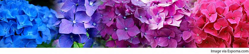 Is de bloemkleur voor Rhapsody Blue-hortensia