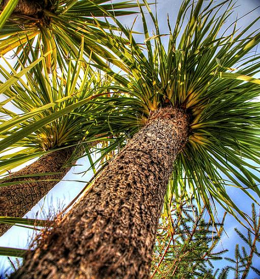Zelfs de hier beschreven koudharde palmboomsoorten kunnen problemen hebben als de temperatuur onder de 20