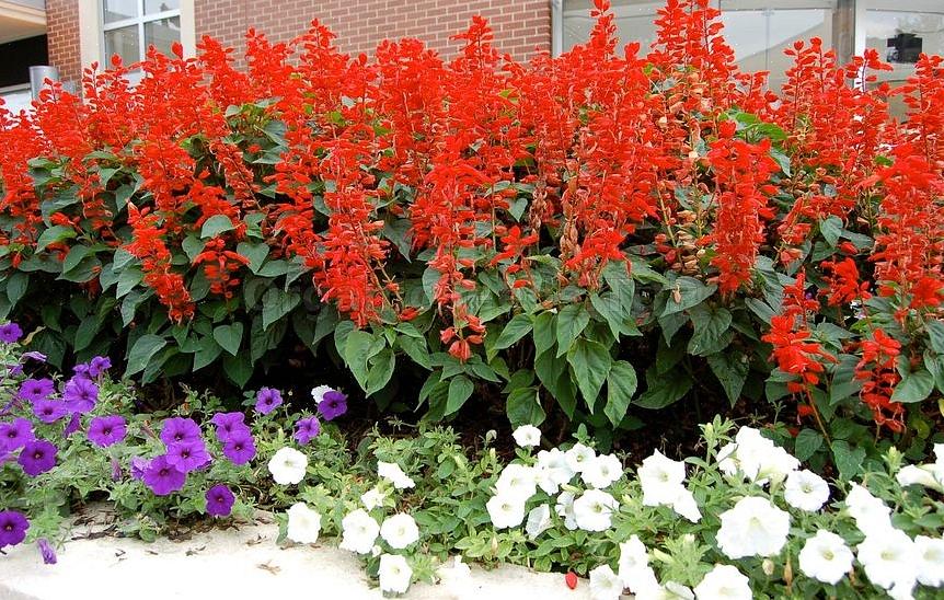 Mag u de rode salvia-bloemen die we hebben besproken niet verwarren met Salvia officinalis
