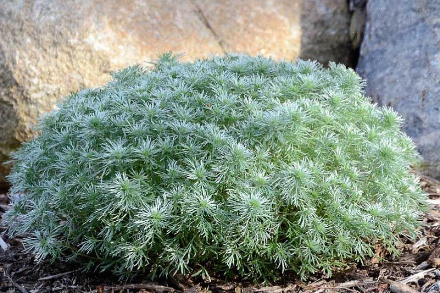 Silvermound Artemisia wordt in plantentaxonomie wetenschappelijk Artemisia schmidtiana genoemd