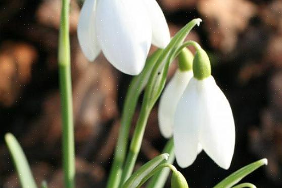 Zijn sneeuwklokjes (Galanthus nivalis) een van de eerste lentebloemen die bloeien