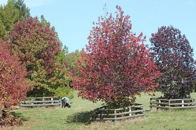 Amberboom zijn loofbomen die worden gewaardeerd om hun stervormige bladeren die een mix van schitterende