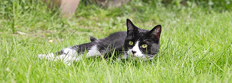 Hoewel het frustrerend kan zijn om ongewenste katten door de tuin te laten dwalen